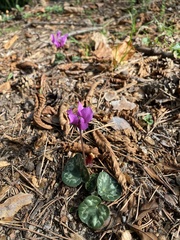 Cyclamen purpurascens