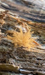Arcyria obvelata