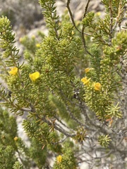 Aspalathus subtingens