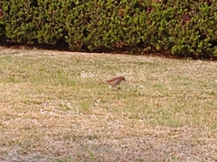 Furnarius rufus