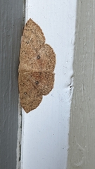 Cyclophora