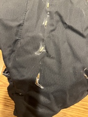 Tineola bisselliella