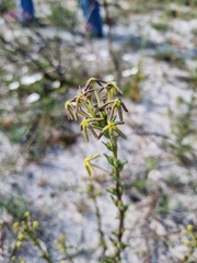 Lyperia tristis