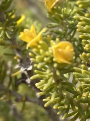 Aspalathus subtingens