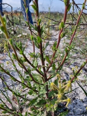Lyperia tristis