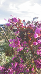 Lagerstroemia indica