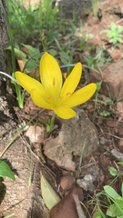 Sternbergia lutea