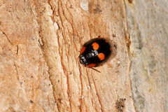 Paropsisterna sexpustulata