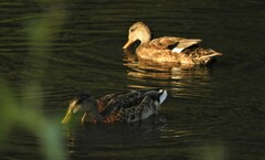 Mareca strepera strepera