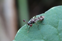 Teleopsis quadriguttata