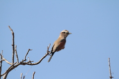 Coracias naevius mosambicus