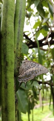 Charaxes solon