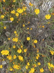 Osteospermum polygaloides
