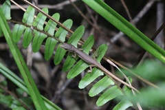 Takydromus kuehnei