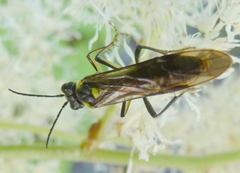 Tenthredo finschi