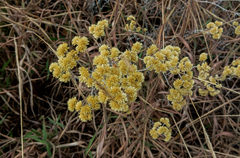 Achyrocline saturejoides