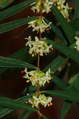 Pimelea axiflora axiflora