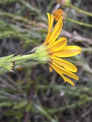 Osteospermum polygaloides