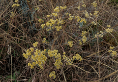 Achyrocline saturejoides