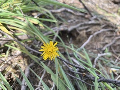 Hypochaeris radicata