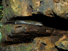 Desmognathus amphileucus