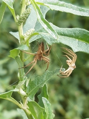 Pisaura