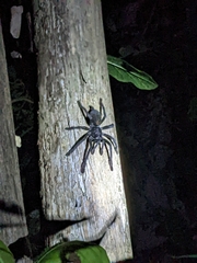 Lampropelma carpenteri