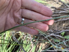 Hypochaeris radicata