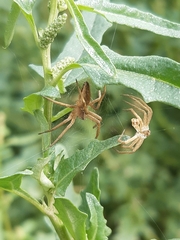 Pisaura