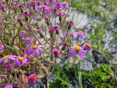 Senecio arenarius