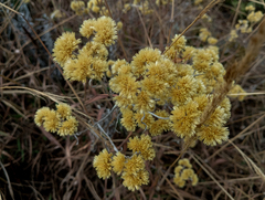 Achyrocline saturejoides