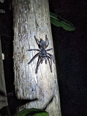 Lampropelma carpenteri