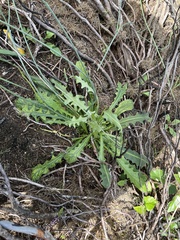 Hypochaeris radicata