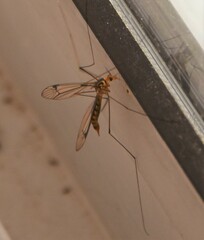 Nephrotoma flavipalpis