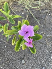 Catharanthus roseus