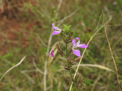 Dicliptera cernua