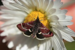 Pyrausta acontialis
