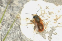 Osmia bicornis
