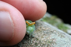 Papilionidae