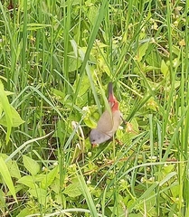 Coccopygia quartinia