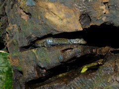 Desmognathus amphileucus