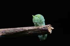 Papilionidae