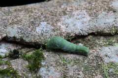 Papilionidae