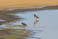 Haematopus longirostris