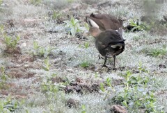 Gallinula chloropus chloropus
