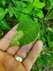 Calycomyza