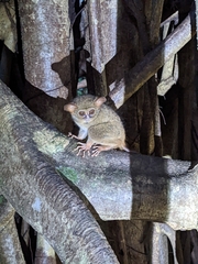 Tarsius spectrumgurskyae