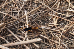Leptodialepis bipartitus