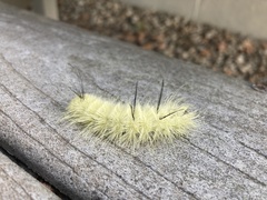 Acronicta americana