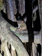 Tarsius spectrumgurskyae